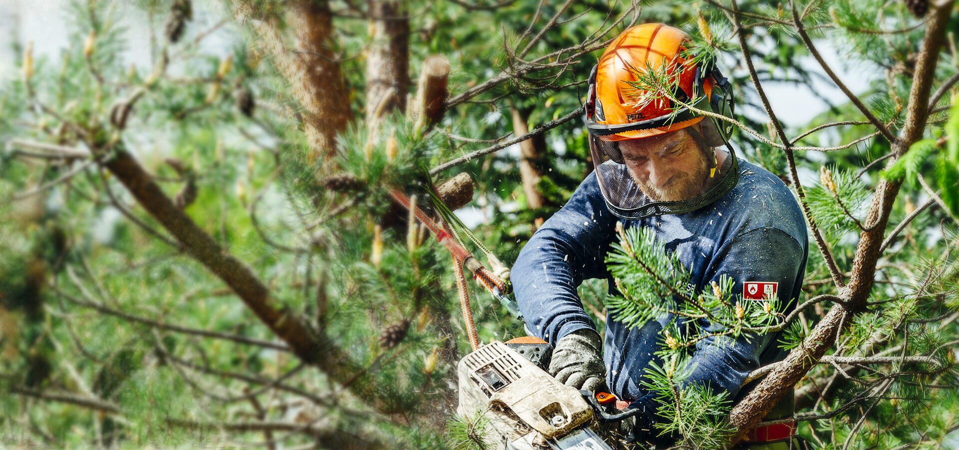 Affordable Tree Service Manassas VA for Homeowners and Businesses
