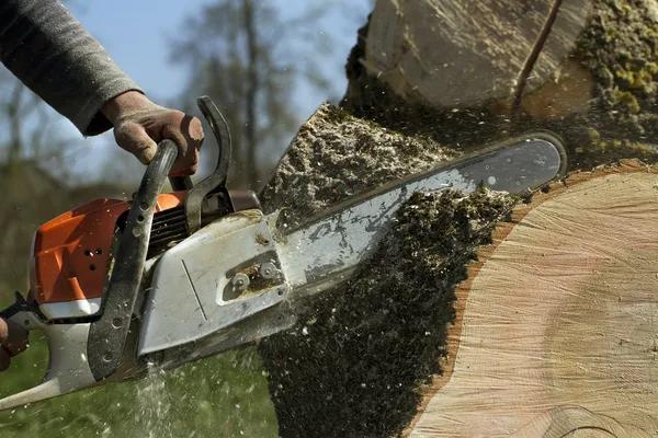 Professional Shelton Tree Service for Safer Landscapes