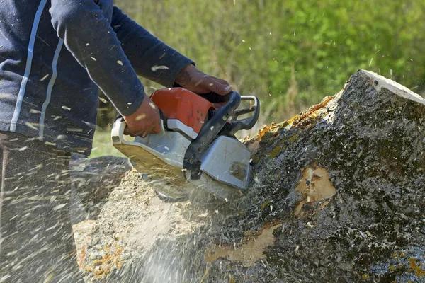 Reliable Tree Removal in Adrian, Michigan for Storm Damaged Trees