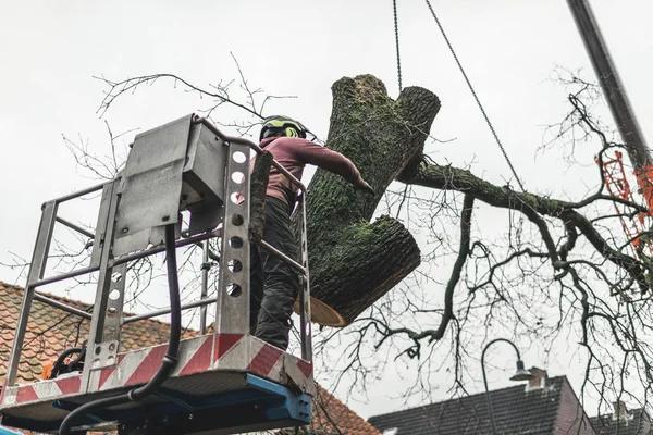 How to Select the Right Tree Service Near Me for Your Needs