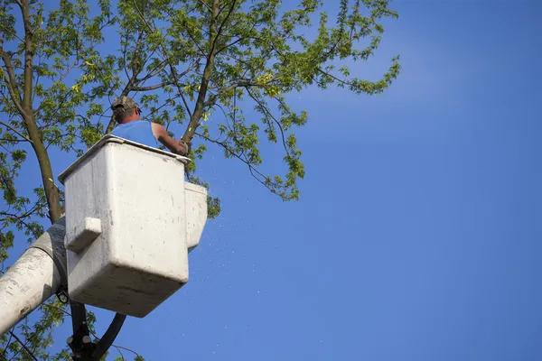 Expert Tree Removal Service for Storm-Damaged Trees