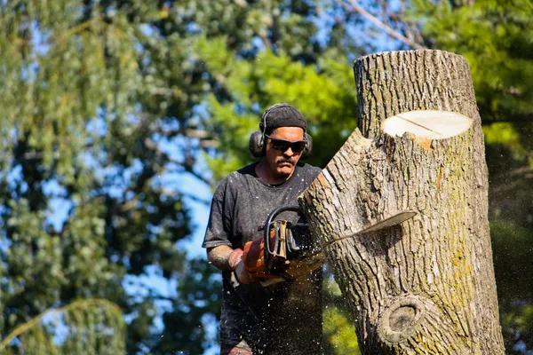 Why Professional Tree Removal Is Essential for a Safe Property